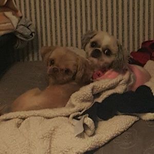 Meet your Posher, Crystal